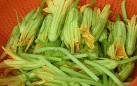 Bông bí
