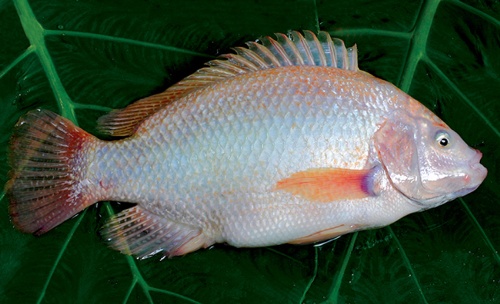 Cá điêu hồng