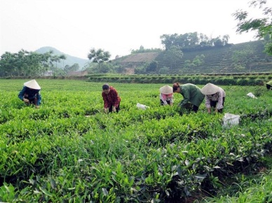 Kỹ thuật trồng và chăm sóc chè an toàn