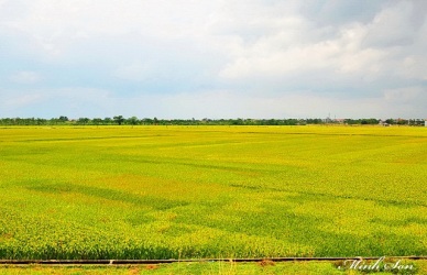 Quy trình thực hành sản xuất nông nghiệp tốt(VietGAP) cho lúa