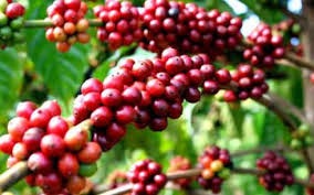 Quy trình thực hành sản xuất nông nghiệp tốt (VietGAP) cho cà phê