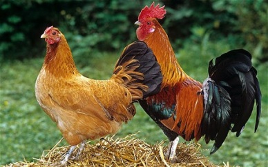 Quy trình nuôi gà thả vườn theo tiêu chuẩn VietGAHP