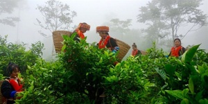 Người Dao làm chè VietGAP