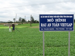 Lan tỏa phong trào trồng rau an toàn VietGAP