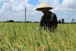 Tăng cường cảnh giác với bệnh vàng lùn, lùn xoắn lá