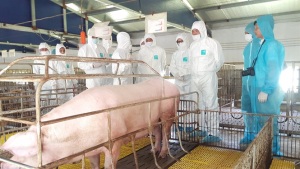 Quy trình chăn nuôi lợn an toàn sinh học 