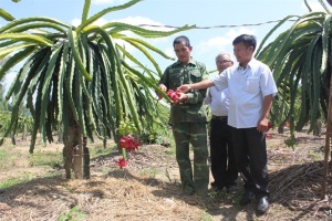 Trồng thanh long ruột đỏ thu trái quanh năm, bán hết sạch tại vườn