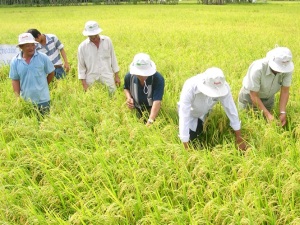 Cần Thơ: Sản xuất lúa sạch