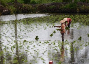 Tiềm năng con tôm ở bán đảo Cà Mau còn rất lớn