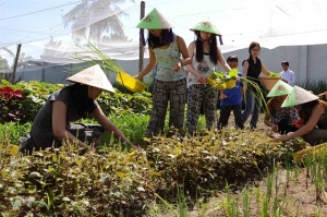 Để cả cộng đồng thụ hưởng rau sạch