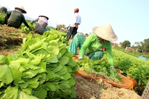 Trồng rau VietGAP tự quản lý nhau