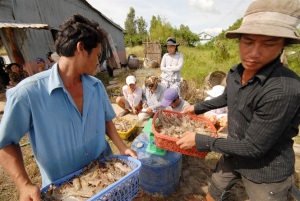 Nguy cơ gia tăng thiệt hại thủy sản