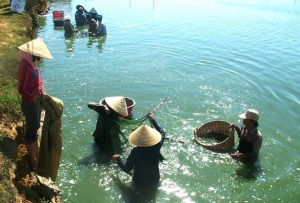 Tôm Bình Định giảm dịch bệnh, tăng năng suất