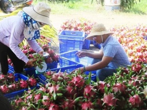 Nâng cao chất lượng trái thanh long