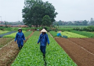 Kỳ vọng rau, hoa xứ gió Lào