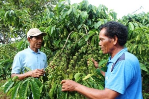 Tái cơ cấu nông nghiệp Đắk Nông: Tập trung cây trồng thế mạnh