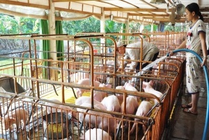 Hướng phát triển chăn nuôi vùng hạn, mặn