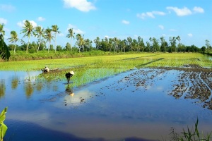 Tôm – lúa thu nhập cao