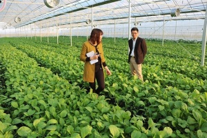 Bắc Ninh hướng đến nông nghiệp công nghệ cao
