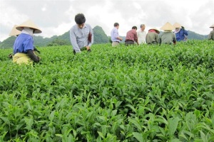 Thúc đẩy nông hộ tham gia chuỗi phát triển chè