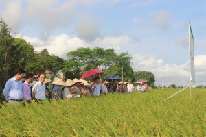 Làm lúa như chơi nhờ cơ giới hóa