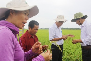 Đột phá trong thâm canh cây lúa