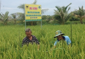 Nhân rộng mô hình canh tác lúa thông minh thích ứng với biến đổi khí hậu