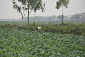 Rau sạch Bắc Ninh đang được người tiêu dùng biết đến 