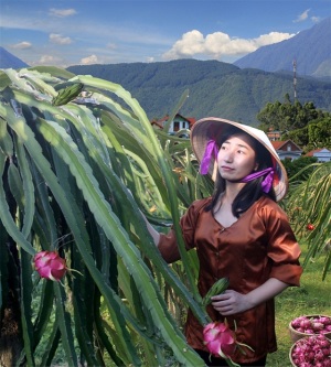 Vĩnh Phúc đột phá khuyến khích tích tụ đất đai phát triển nông nghiệp quy mô lớn