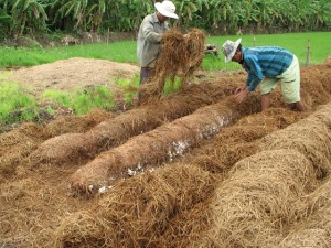 Trồng nấm rơm lãi khá