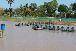 Tôm Quảng Ninh đã đảm bảo sạch