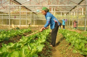 Bắc Hà đột phá nông nghiệp công nghệ cao, tăng thu nhập cho người dân