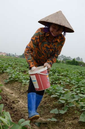 Bao giờ có nền nông nghiệp hữu cơ? - Đồng Thái muốn trồng khoai lang hữu cơ