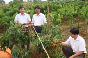 Ông Hoàng Trung, Cục trưởng Cục BVTV: Đến lượt nhãn Bắc có cơ hội đi Úc