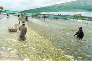 ĐBSCL tăng tốc tôm nuôi nước lợ, kỳ vọng trúng mùa, trúng giá