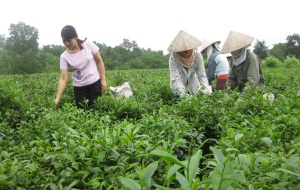 Chè VietGAP bên sườn Tam Đảo