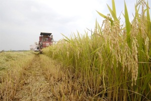 Đồng Tháp: Hơn 280.000 ha lúa tham gia cánh đồng liên kết