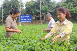 Lễ hội từ những nương chè