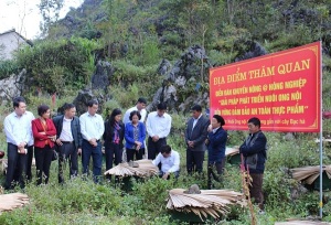 Nuôi ong mật bền vững