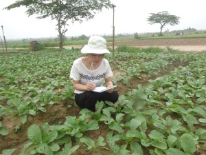 Quản lý rau an toàn 