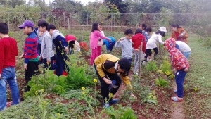 Đặc thù vùng rau an toàn ven đô: Long Biên phát triển du lịch nông nghiệp