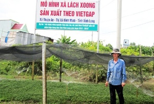 Vùng xà lách xoong VietGAP