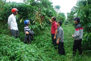 Ở nơi có 400 ha cà phê 20 năm không sử dụng thuốc sâu