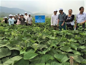 Rau su su tăng năng suất nhờ phân bón Lâm Thao