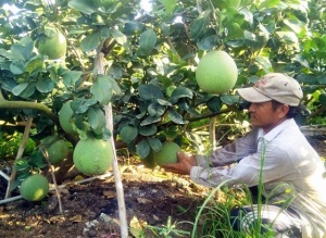 Bắt đất phèn sinh tiền tỷ