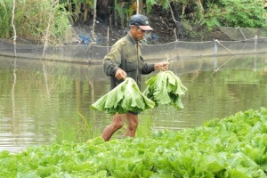 Sản xuất rau sạch 