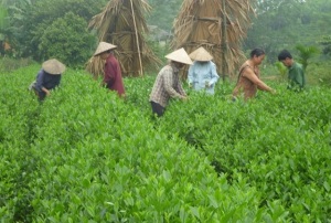 Bảo Hưng nỗ lực cán đích