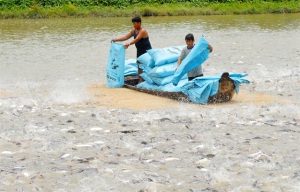 Nuôi cá tra VietGAP tạo ra sản phẩm sạch, giảm chi phí