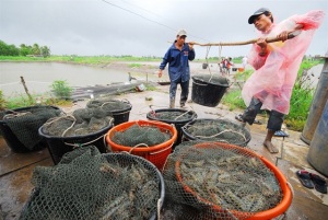 Xây dựng thương hiệu - lấy con tôm sú sạch Việt Nam làm nền tảng thương hiệu?