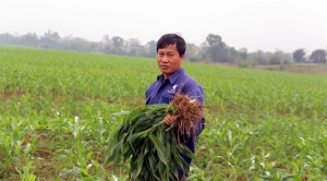 Hàng trăm ha ngô bị vàng lùn, dân khốn đốn